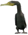 Cormorant
