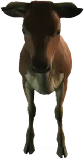 Cow